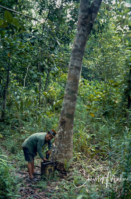 Rubber harvesting: a man cutting trees to extract the rubber for further processing