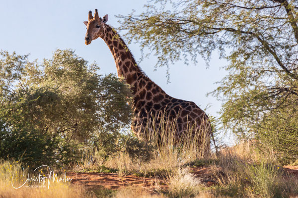 Angolan known also as Namibian Giraffes in the dunes (Giraffa camelopardalis angolensis)