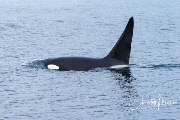 The Orca whale (Orcinus orca) i the biggest of the toothed whales (except the sperm whale)