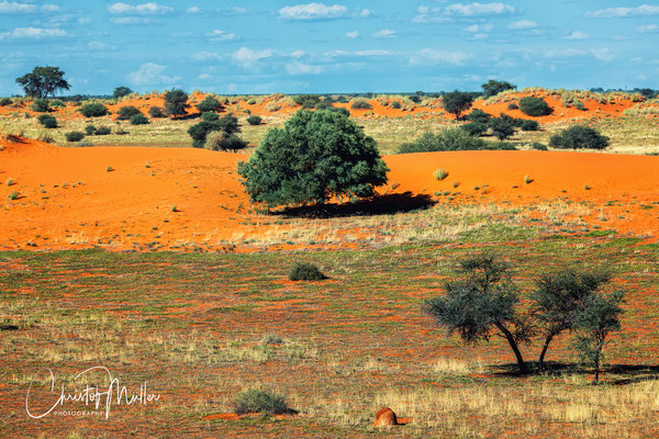 The Kalahari Desert is not really a desert but a large savanna mixed with sand dunes, trees and shrub