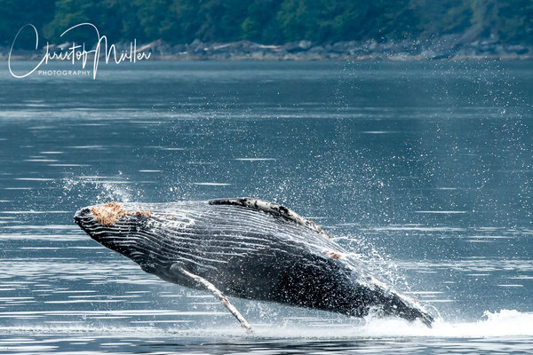 A ful breaching of a small juvenile humpback whale at Chapin Bay