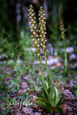 The man Orchid (Orchis anthropophora/ Aceras anthropophorum) -lux. "Gehaangene Männchen" in the natural habitat