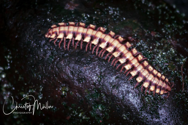 Nyssodesmus python also known as the python millipede or large forest-floor millipede is very common in Costa Rica.