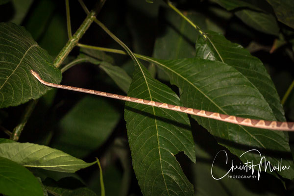 The brown blunt-headed vine snake (Imantodes cenchoa) has the ability to extend out up to half of their body.