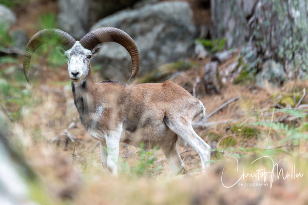 With some luck you can see the European mufflon (ovis orientalis musimon) or some other wildlife of Corsica