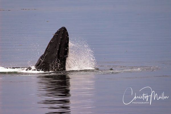 Bubble net feeding Humpback Whale  (Megaptera novaeangliae) in Alaska