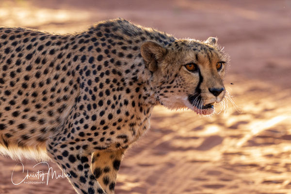 Portrait of a Cheetah (Acinonyx jubatus, captive in a game reserve in Kalahari Desert)