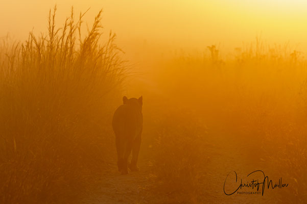 A lioness walks along the gravel road before sunrise in Hwange NP in Zimbabwe. On the way to hunt or back to her cubs. This remains a mystery to us.