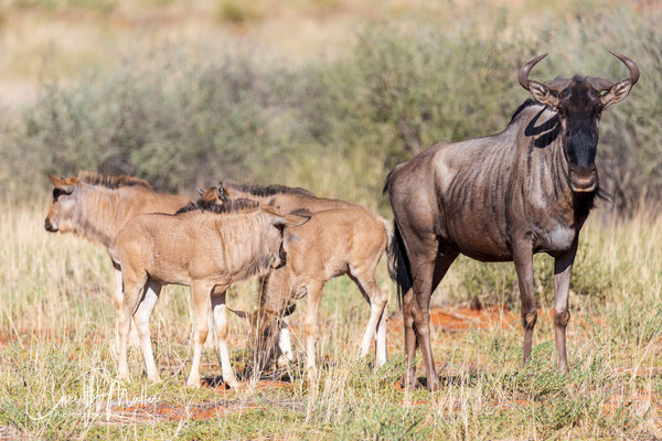 Blue Wildebeest (Connochaetes taurinus) also known as Gnu grazing in the Kalahari Desert