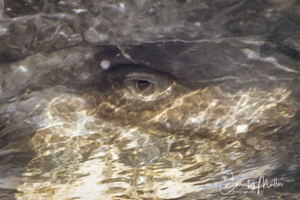 Eye-to-eye close up contact with a mother Gray Whale in San Ignacio Lagoon Baja California