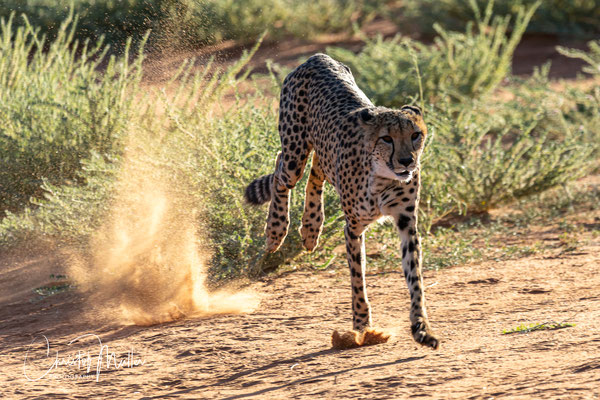 Cheetah (Acinonyx jubatus), the fastest land animal on Earth (captive in a game reserve in Kalahari Desert)
