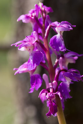 Orchis mascula or Early-Purple Orchid. Another name is Early spring orchid 