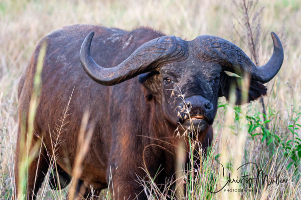 The African buffalo or Cape buffalo (Syncerus caffer)