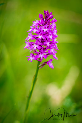 The pyramid orchid (Anacamptis pyramidalis) fascinated Charles Darwin especially the pollination strategies and was mentioned in his book "Fertilisation of Orchids" 