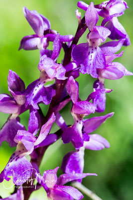 Orchis mascula or Early-Purple Orchid. Another name is Early spring orchid 