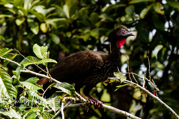 Red Crested Guan (Penelope purpurascens) is a typical forest bird.