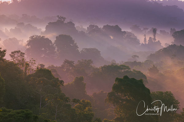 Awakening in the Rainforest of Drake Bay, Osa Peninsula, Costa Rica