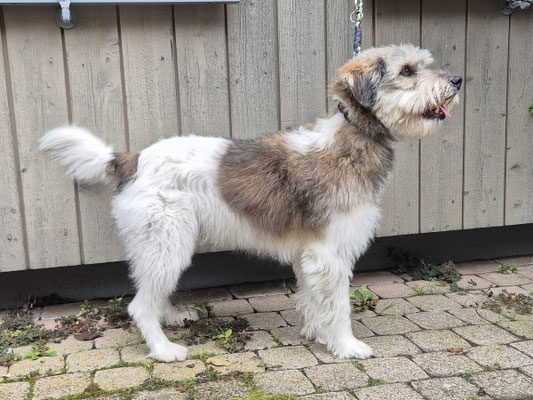 unser lieber Caruso vom Chirsgarten