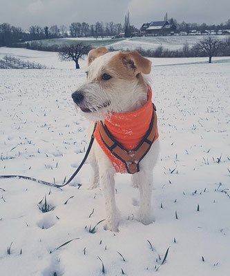 juhui, der erste richtige Schnee