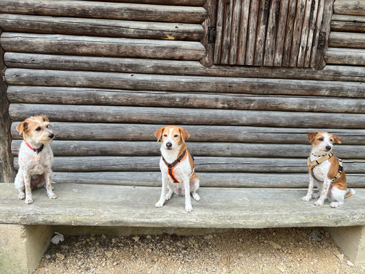Aki, Bijou und Amy