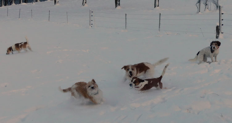 Wurzel, Fluse, Tuba und Debby, Askia
