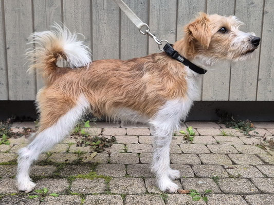 Fadri von den Streeken, ein Wurzel-Ur-Enkel