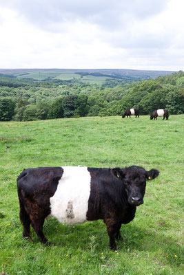 Banded Cow