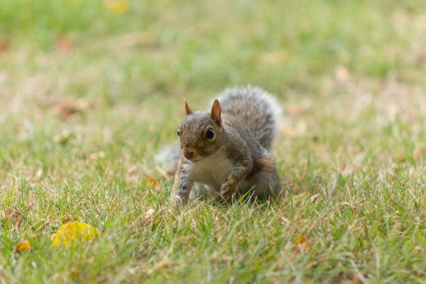 grey squirrel at Hyde Park