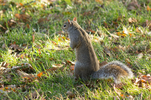 grey squirrel at Hyde Park