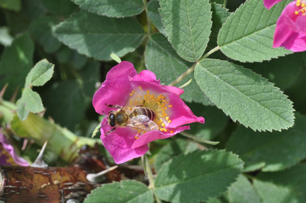 Rosa rhaetica