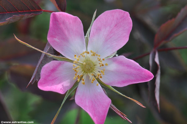 Rosa glauca - Bereifte Rose