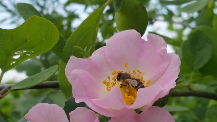 Rosa mollis