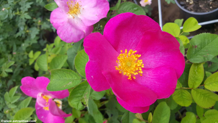 Rosa majalis - Zimtrose