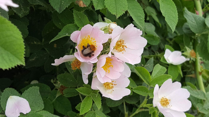 Rosa pseudoscabriuscula