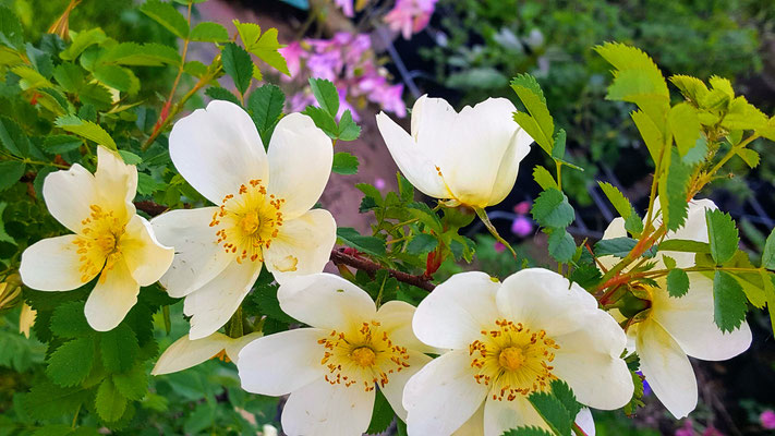 Rosa spinosissima