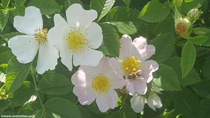 Rosa corymbifera - Busch-Rose