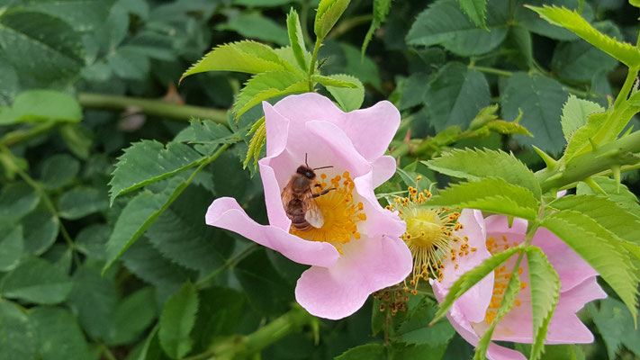 Rosa montana