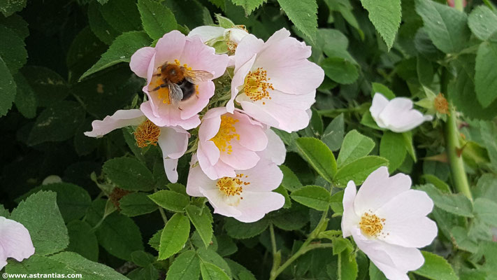 Rosa pseudoscabriuscula - Kratz-Rose