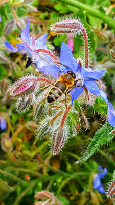 Borago officinalis