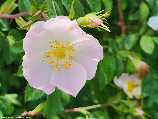 Rosa subcanina - Fast Hundsrose