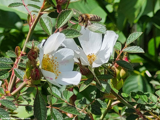 Rosa elliptica - Duftrose