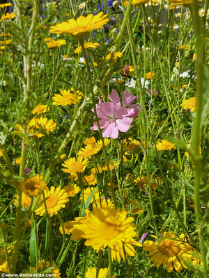 Anthemis tinctoria - Färberkamille