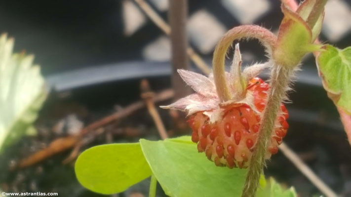 Fragaria vesca - Wald-Erdbeere