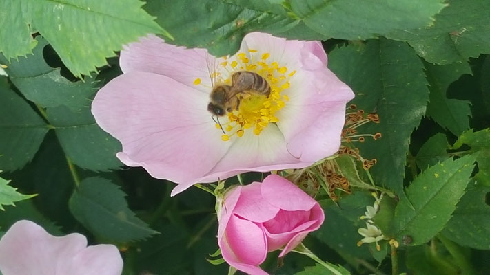 Rosa subcollina