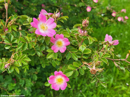 Rosa rubiginosa - Weinrose