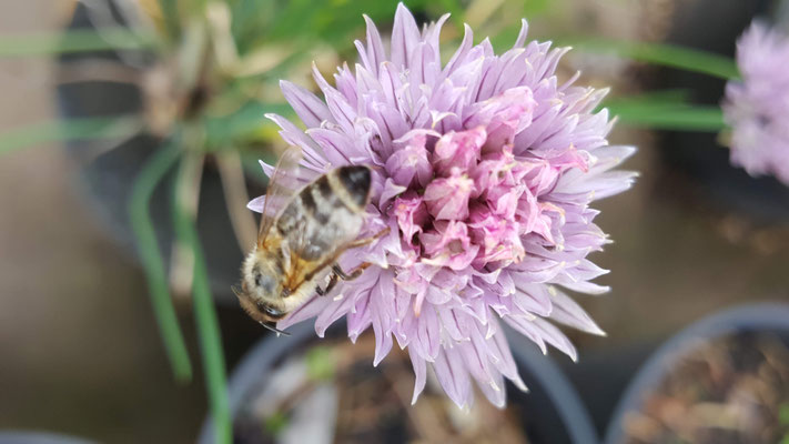 Allium schoenoprasum