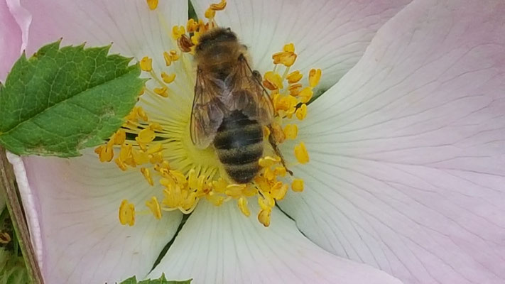 Rosa corymbifera
