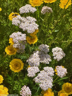 Achillea millefolium - Schafgarbe