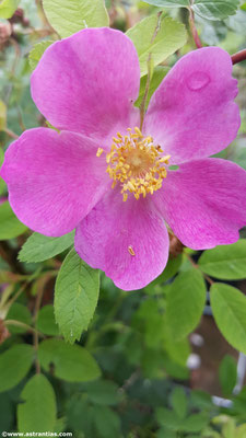 Rosa majalis - Zimtrose