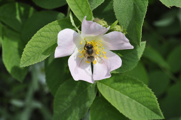 Rosa subcanina 